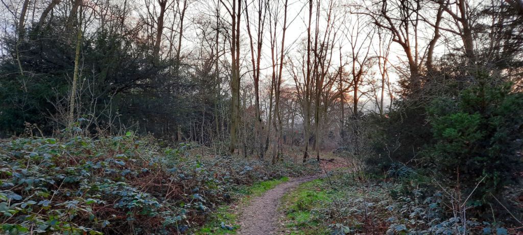 Bosje Florapark (januari 2021)