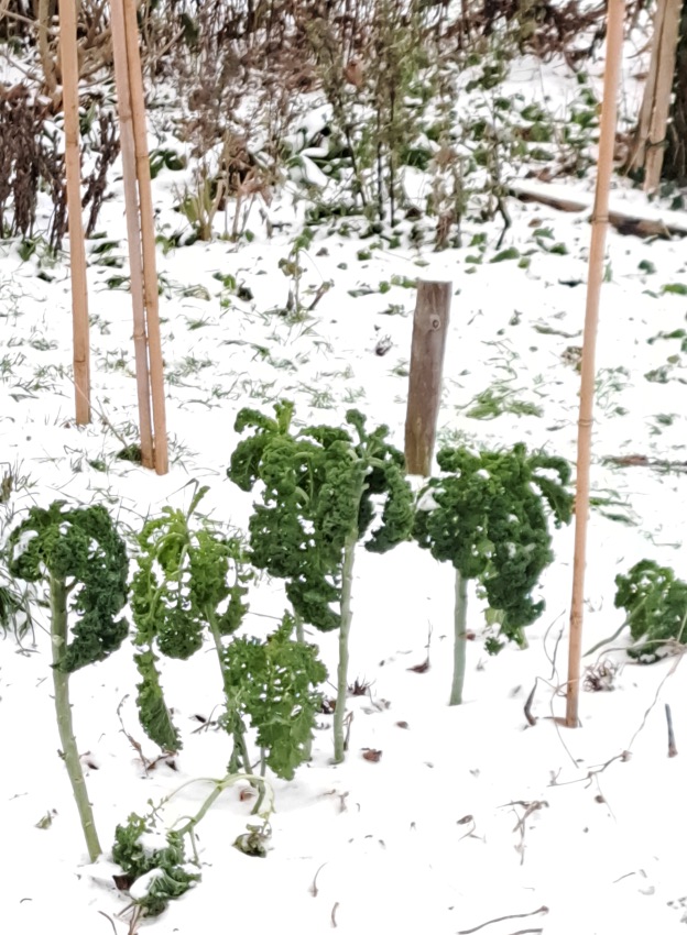 Buurtmoestuin Bottendaal (januari 2026)