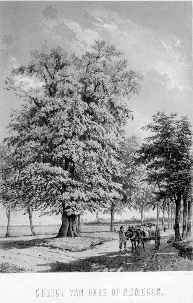 Steendruk van Pieter Wilhelmus Marinus Trap (20-04-1821 Leiden aldaar 20-10-1905) voorstellende de dikke boom in Hees. Op de achtergrond is de St. Stevenstoren afgebeeld (uit het door A. Cranendoncq en zoon rond 1850 uitgegeven "Gezigten van Nijmegen" via GN15613 RAN) Voorstadslaan Hees