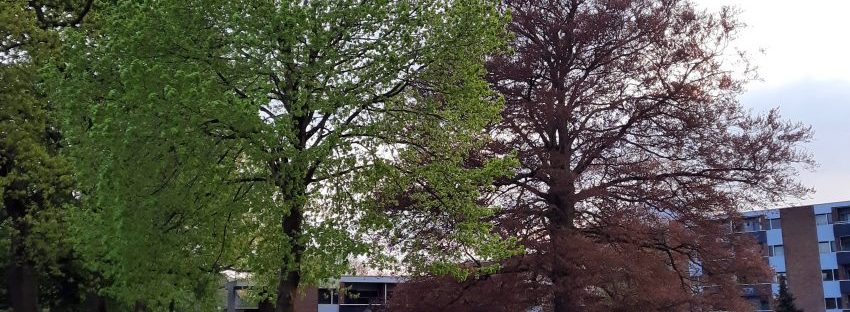 Dikke Boom van Hees, Schependomlaan, Voorstadslaan, Tweede Oude Heselaan, Dikkeboomweg