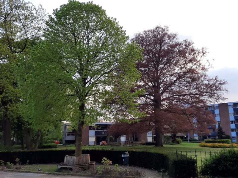 Dikke Boom van&nbsp;Hees