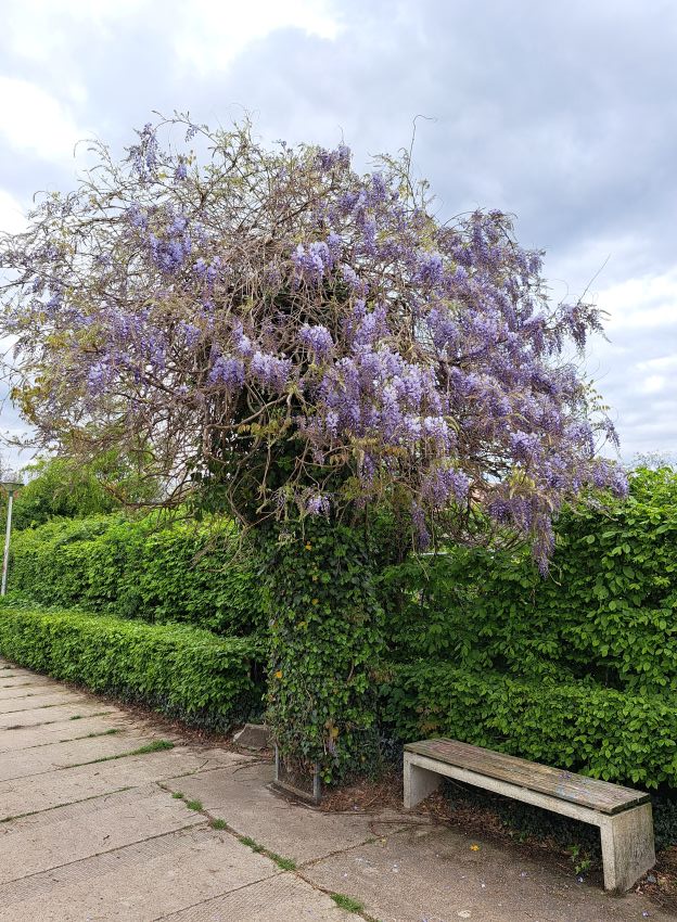 Florapark (april 2025)