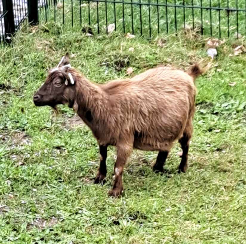 Geit in dierenweide Kobus (april 2025)