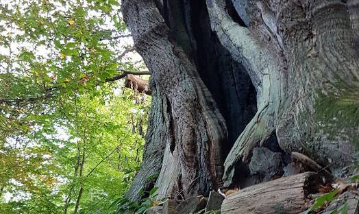 Kabouterboom Stuwwal Beek Berg en Dal oktober 2018