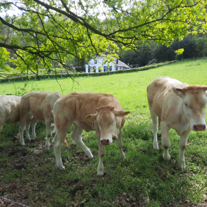 Koeien, Stuwwal (april 2023)