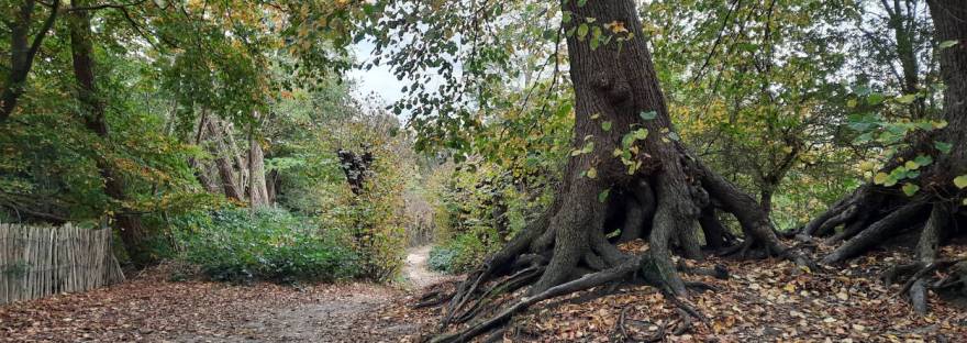 3 lindes, oorspronkelijk 4, op heuveltje bij uitzichtspunt Kops Plateau Kopse Hof Nijmegen