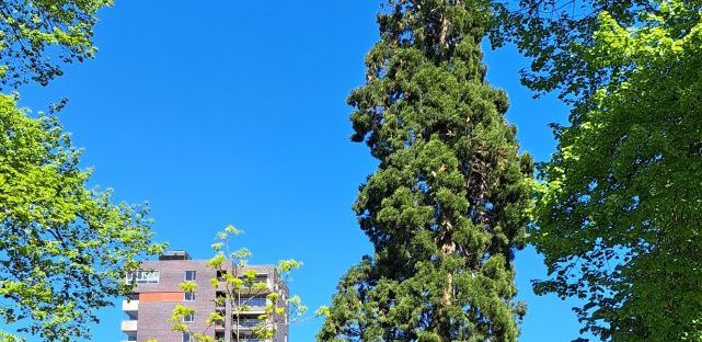 Krayenhoffpark met sequoia april 2025