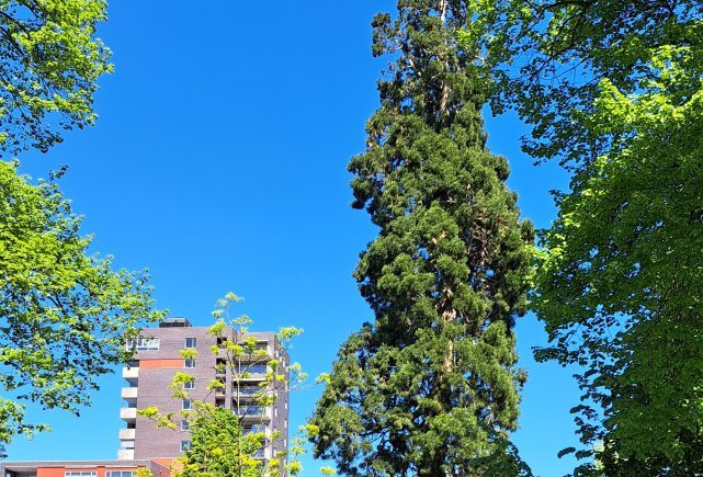 Krayenhoffpark met sequoia april 2025