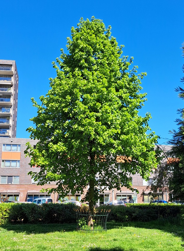 Kroningsboom Willem Alexander Krayenhoffpark (27 april 2025)