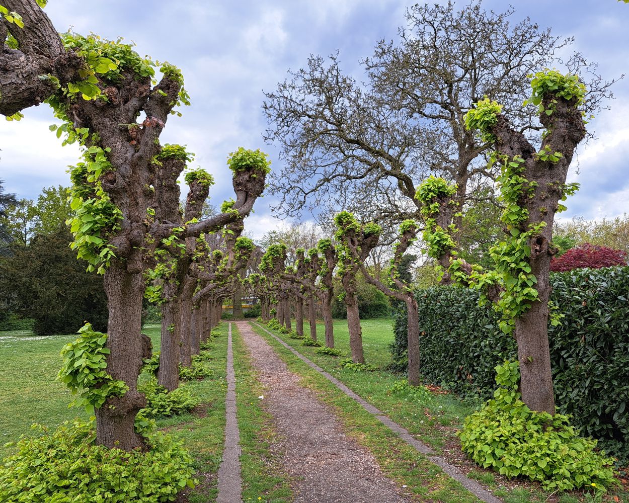 Laantje Florapark in de lente (april 2025)