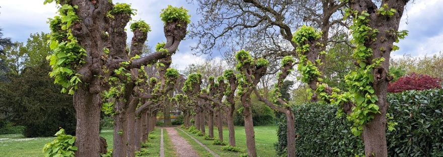 Laantje Florapark in de lente (april 2025)