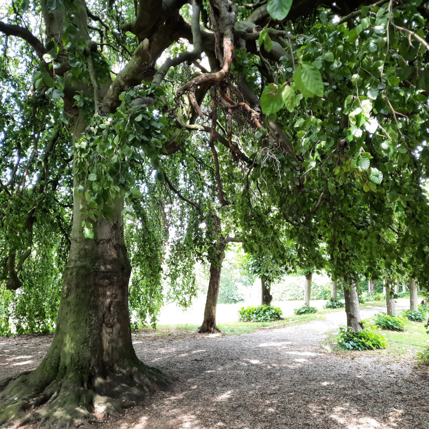 Laantje Florapark met wilg op de voorgrond op een zonnige dag juli 2023 Nijmegen