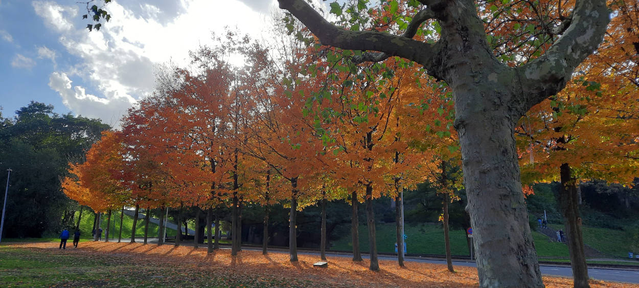suikeresdoorns maple trees Canada herinnering WOII Voerweg Nijmegen