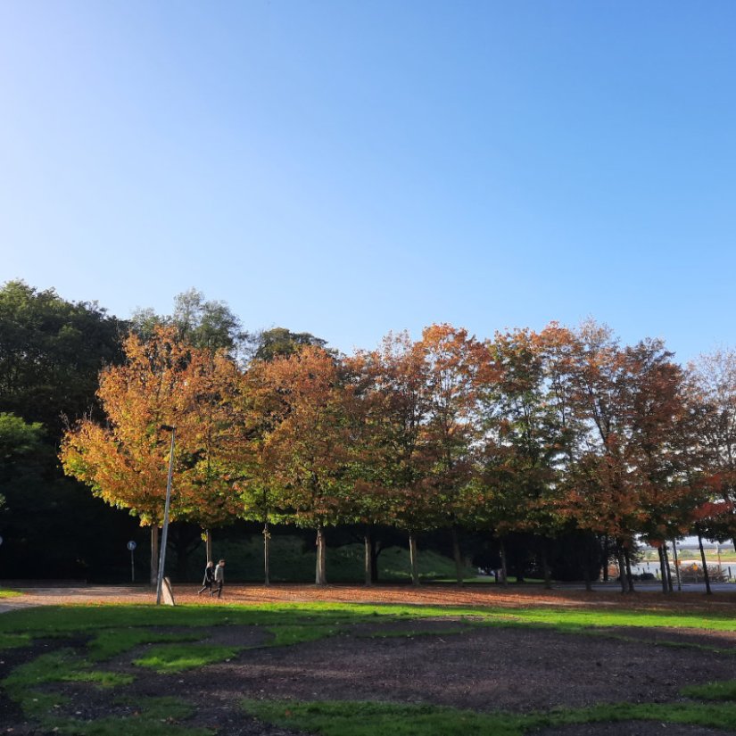 Suikeresdoorns Maple Trees Voerweg Nijmegen herfst 202310