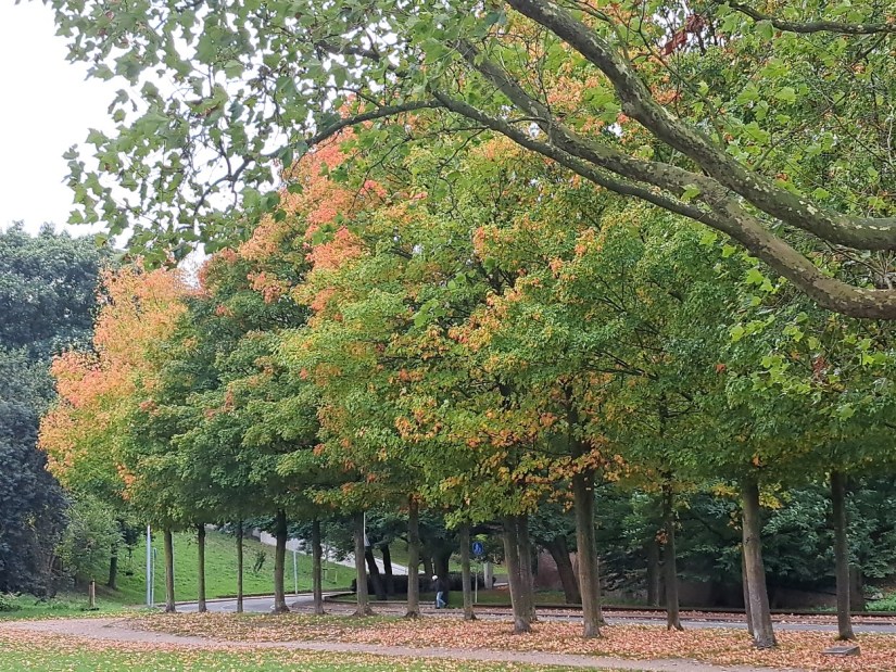 Suikeresdoorns, herinnering aan de Duitse capitulatie en het verblijf van het 1ste Canadese Leger in Nijmegen, Voerweg (september 2025)