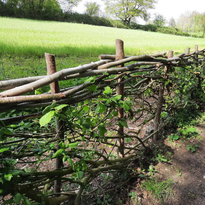 Vlechtwerk stuwwal (april 2023)