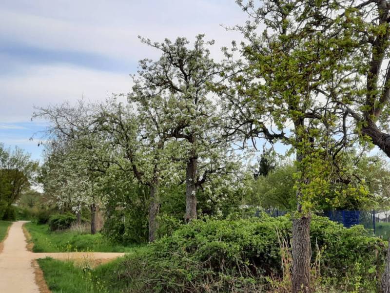 Park West: wandelen in afwisselend park met fruitbomen en&nbsp;voedselbos