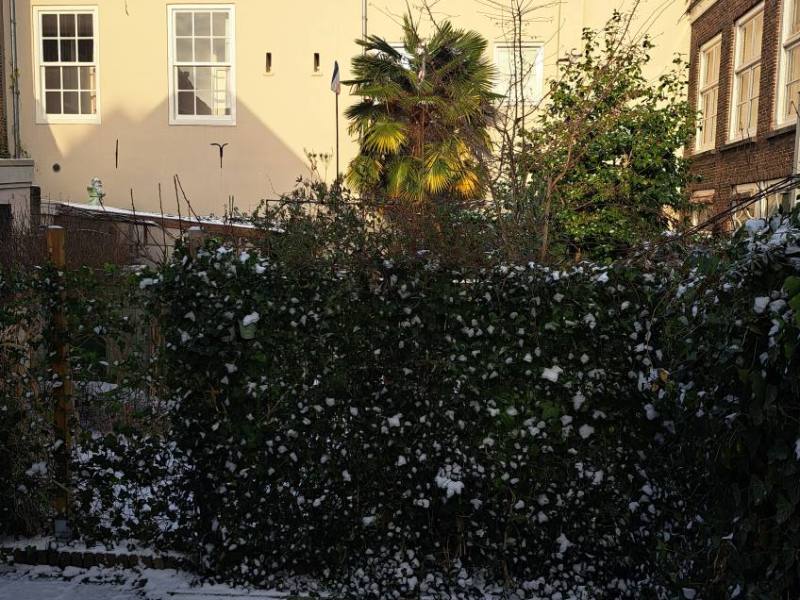 Binnentuin Begijnenstraat