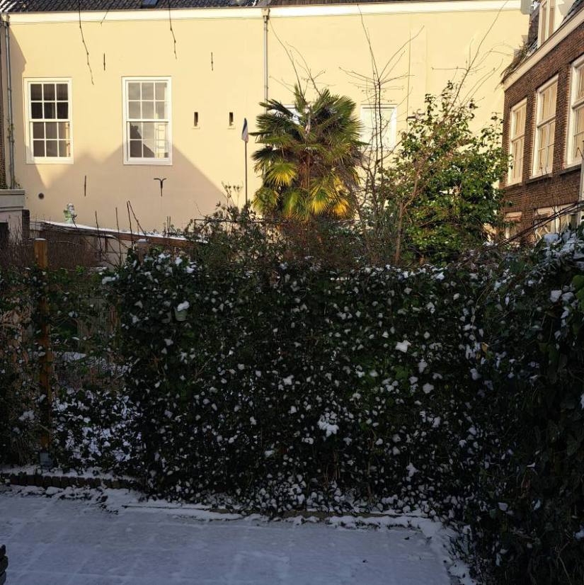 Binnentuin met palmboom en sneeuw Begijnenstraat Nijmegen (januari 2026)