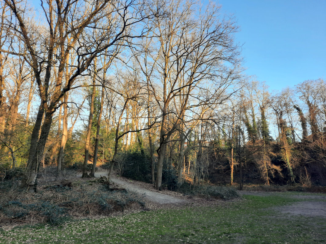 Bosje Florapark (februari 2023) Wolfskuil