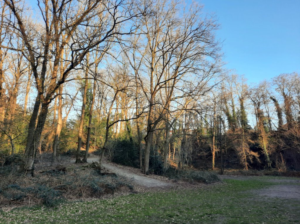 Bosje Florapark (februari 2023) Wolfskuil