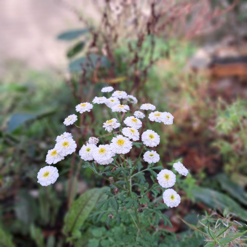 Kruidenpluktuin Ridderspoor (oktober 2024)