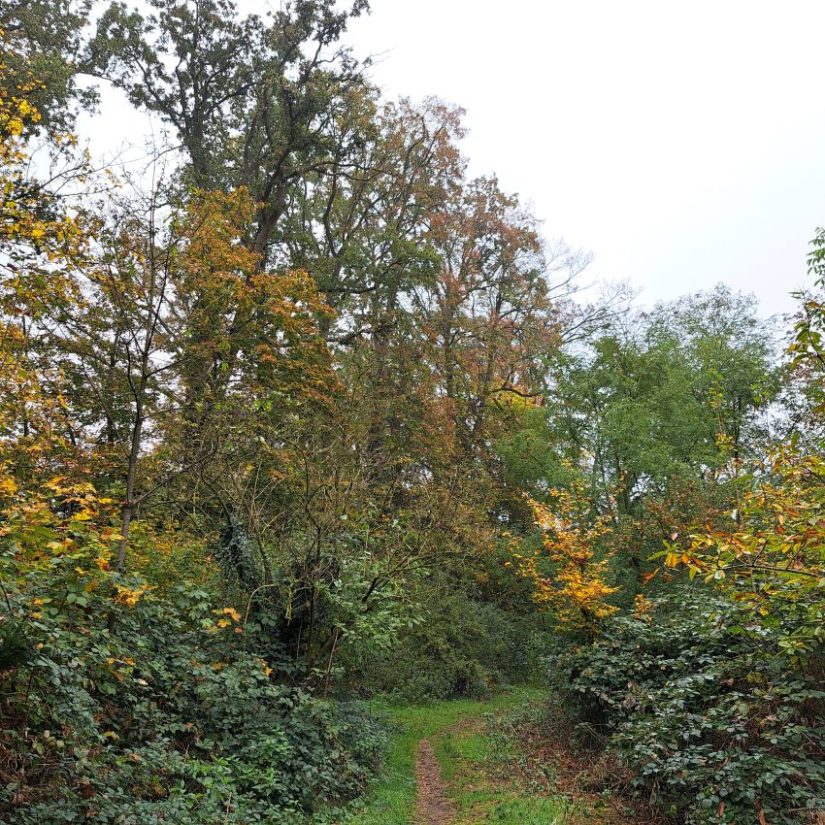 Pad in Augustijnenbosje (november 2024)