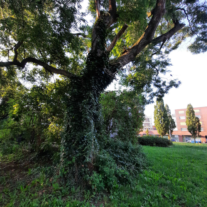 Park Leeuwenstein boom met klimop 20230815