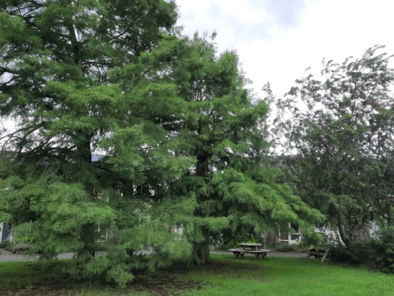 Jekerveldje Groen in de&nbsp;Jekerstraat