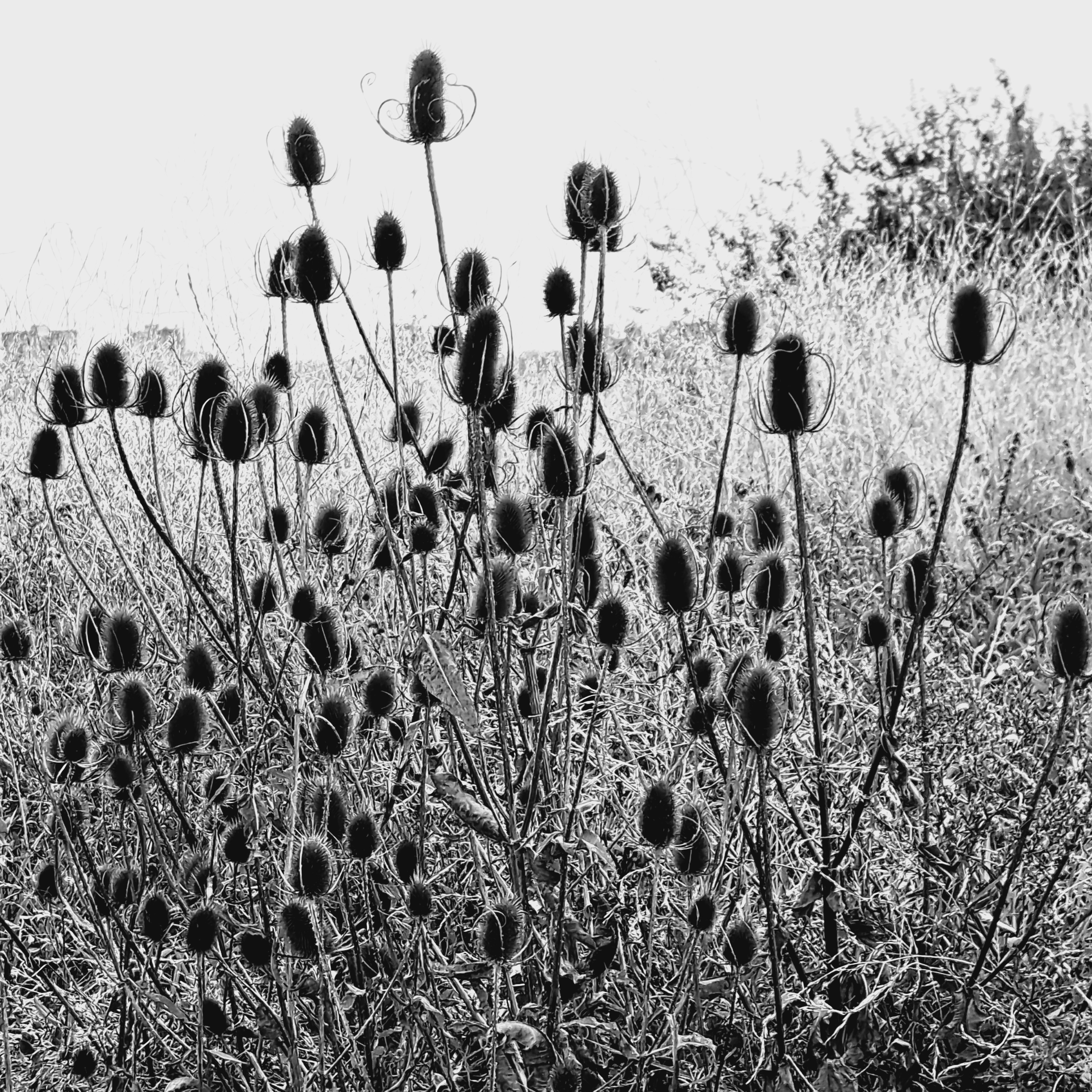 Uitgebloeide kaardebollen in Stadswaard/Ooijpolder (september 2024)