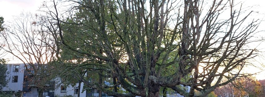 Julianapark met Vierdaagsebeeld (oktober 2025)