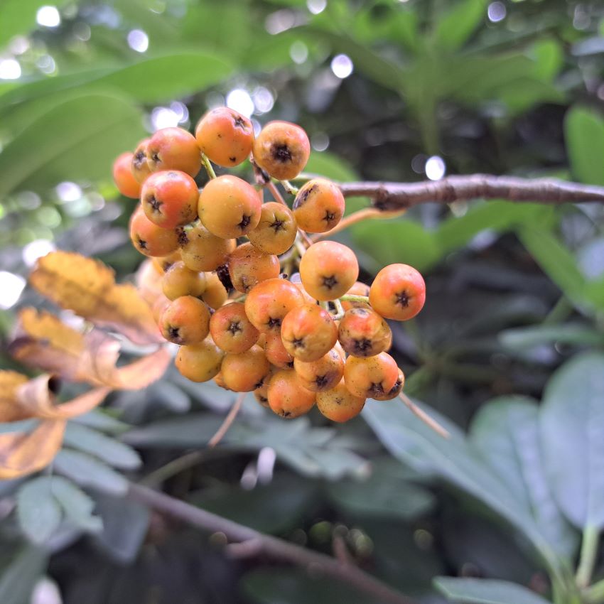 besjes educatieve natuurtuin Goffert (juli 2024)