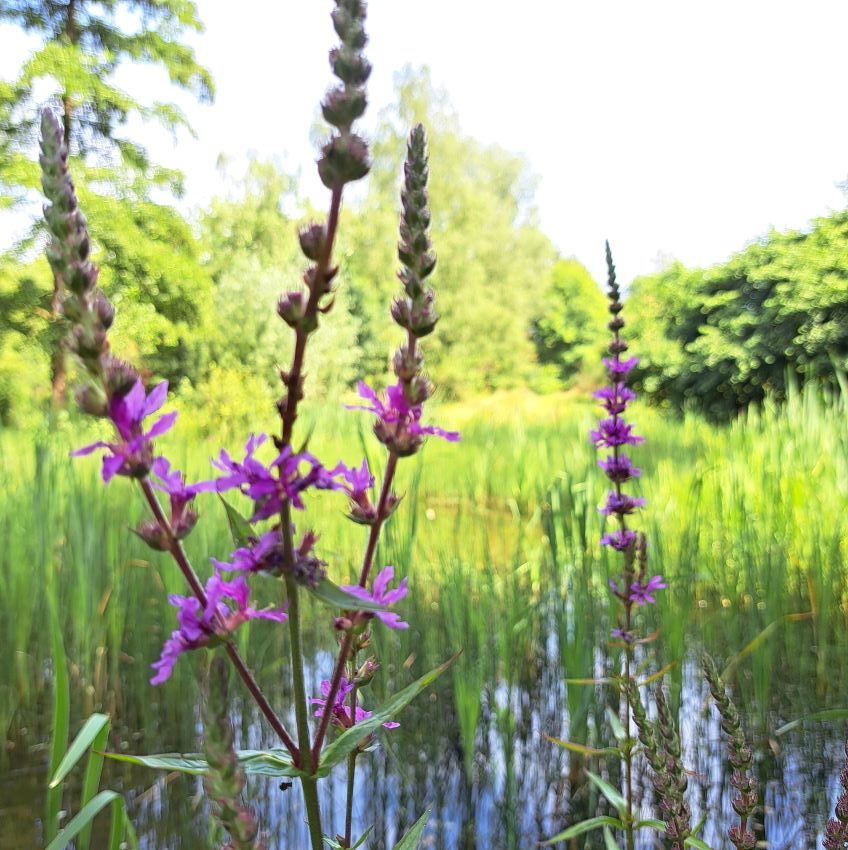 bloemen educatieve natuurtuin Goffertparkt (uli 2024)