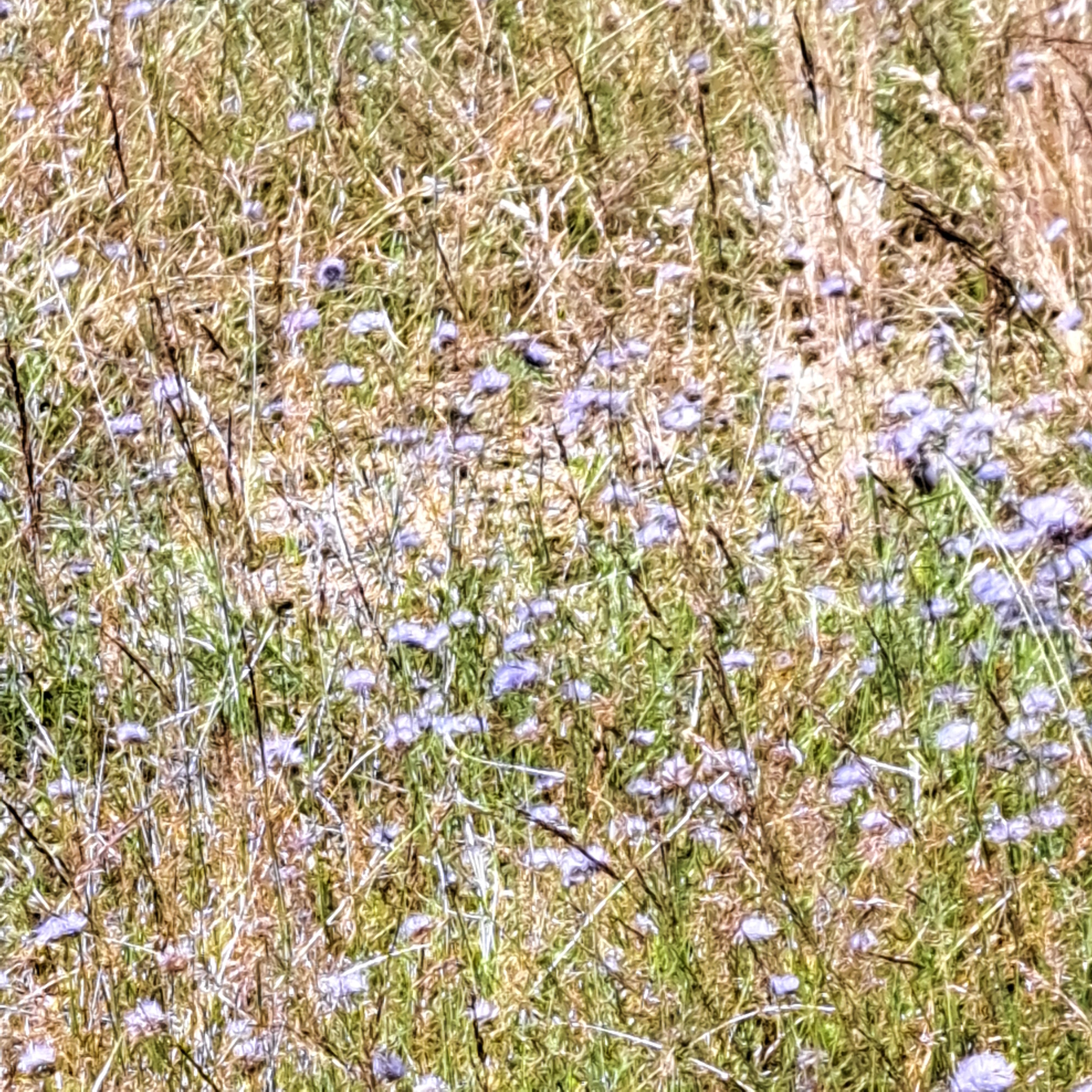 bloemen educatieve natuurtuin Goffertparkt juli 2024