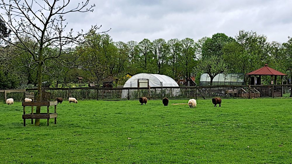 Schapen dierenweide Goffert 20240416