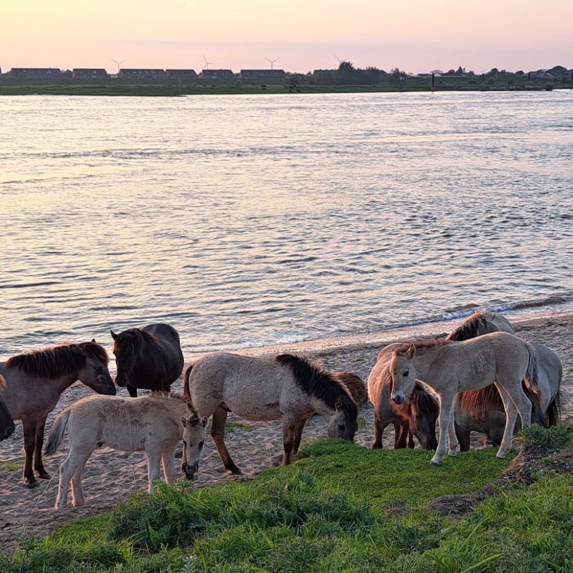 Konikspaarden en Waal in de Ooijpolder (mei 2024)