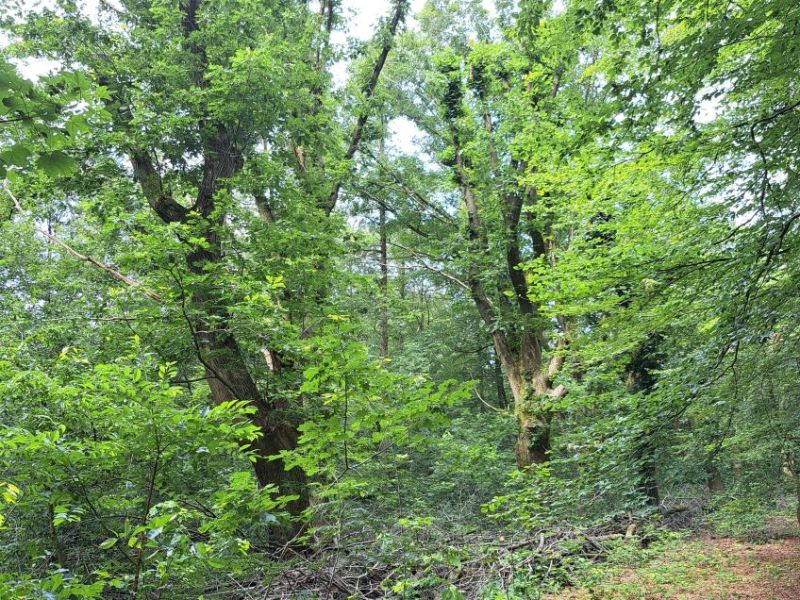 Het bos Mariënbosch