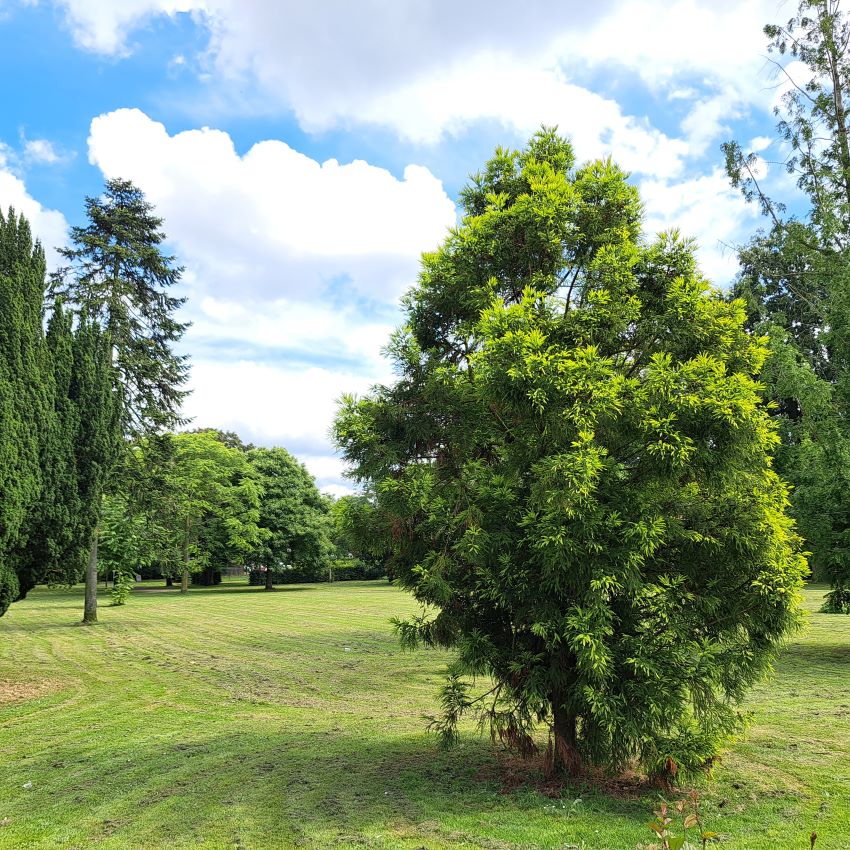 Park Leeuwenstein in de zon (juli 2024)