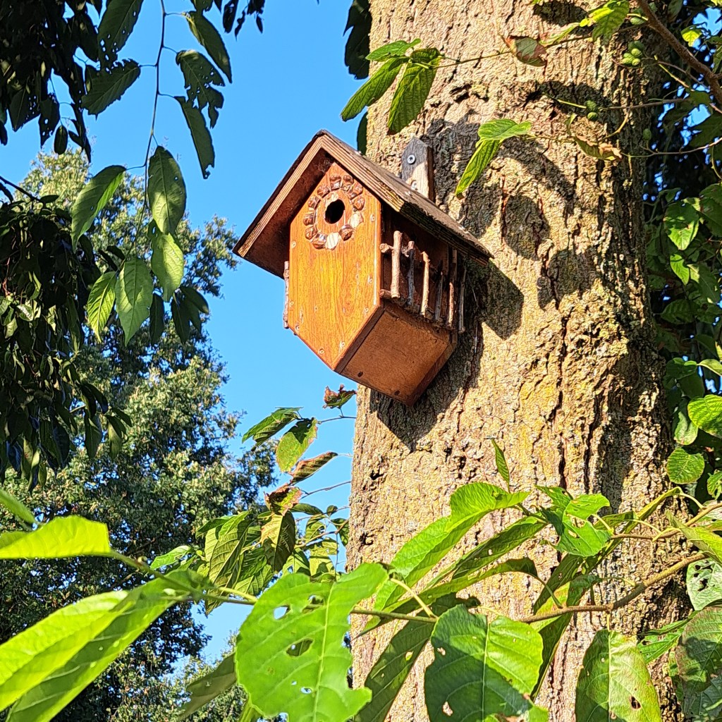 Vogelhuisje, grasveld Industrieweg (augustus 2024)