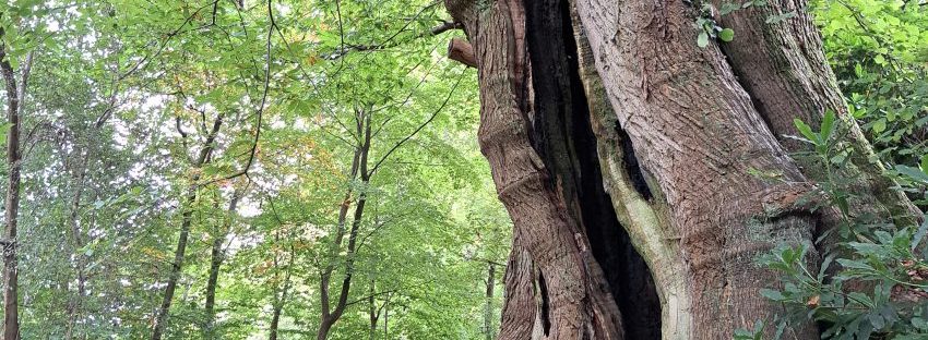 Kabouterboom (oktober 2024)