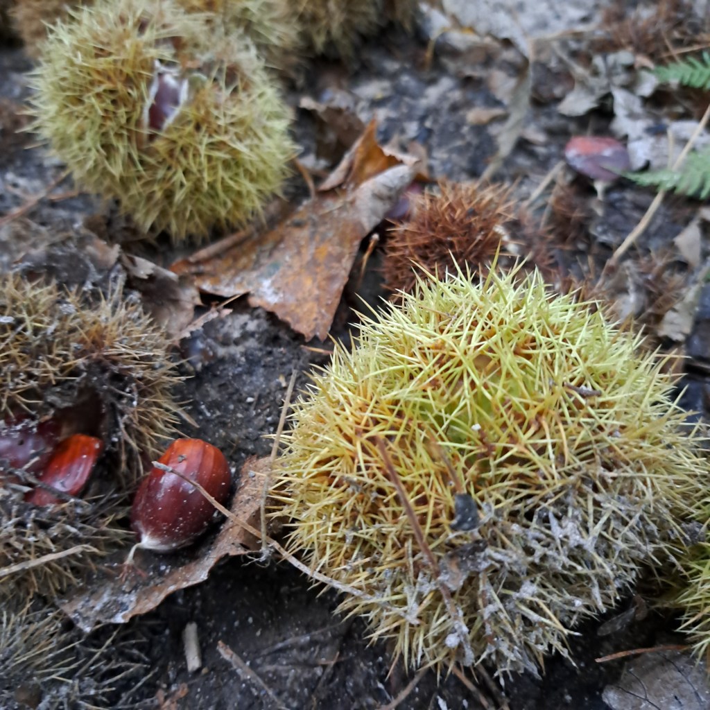 Kastanjes op stuwwal (oktober 2024)