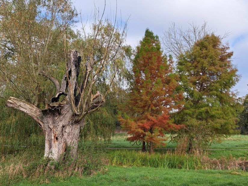 Groen Lindenholt (oktober 2024)