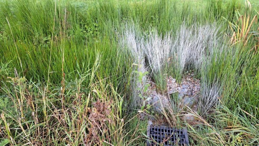 Groen Lindenholt (oktober 2024)