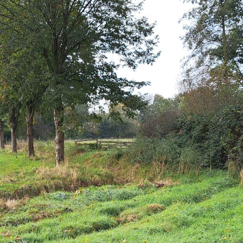 Groen Lindenholt (oktober 2024)