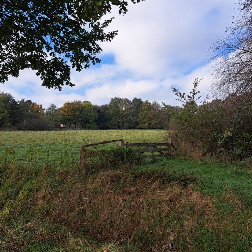 Groen Lindenholt (oktober 2024)