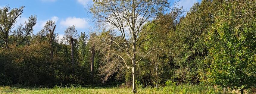 Lindenholt (oktober 2024)