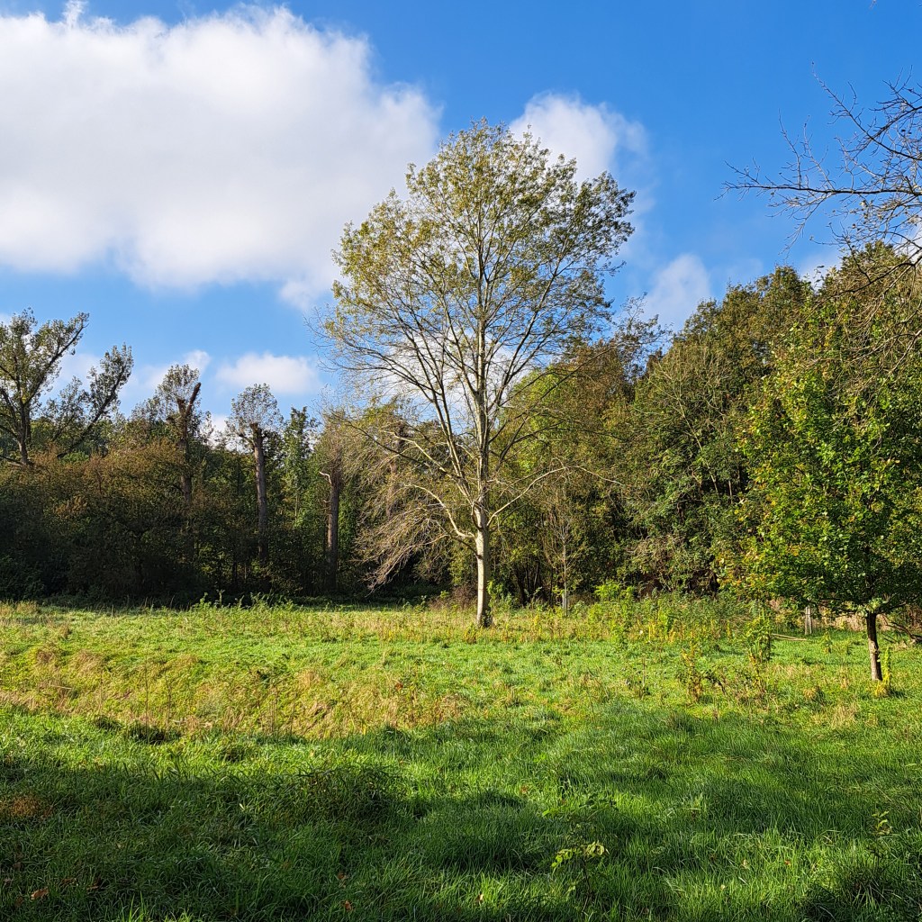 Lindenholt (oktober 2024)