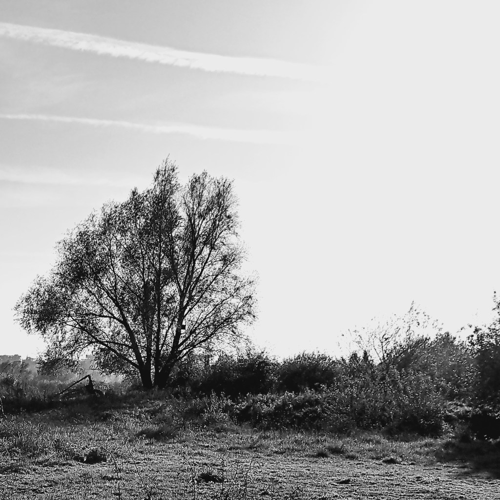 Boom bij de Vlietberg (oktober 2024)