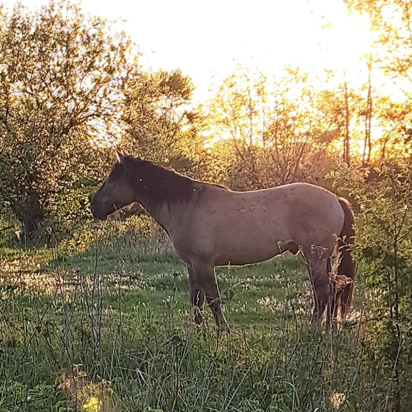 Konik Vlietberg Ooijpolder (april 2026)