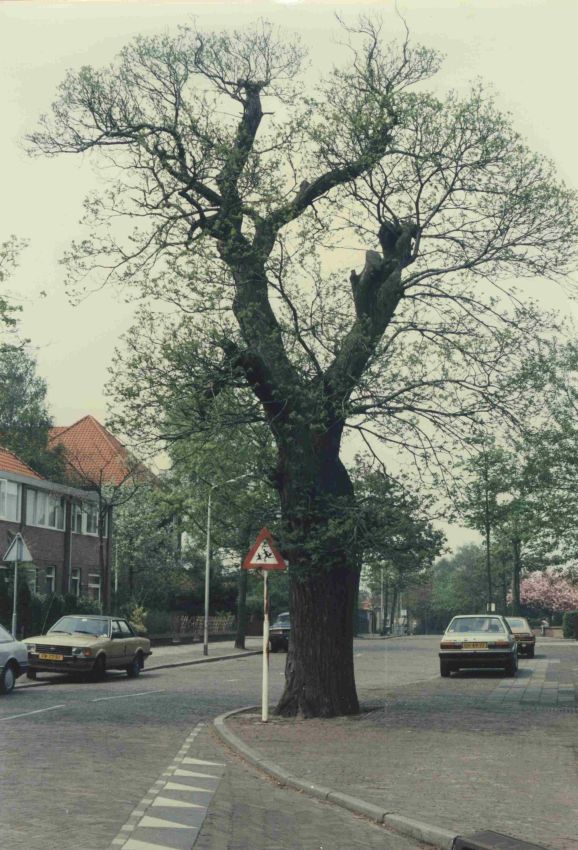 De boom van Lücker in de lente op de hoek met de Beekmansdalseweg, 1980-1983 (Albert de Valk via F22954 RAN tevens Auteursrechthouder) Hunnerberg
